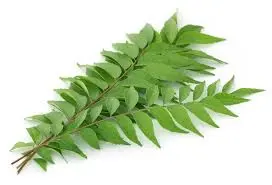 Curry Leaves (Kadipatta) 10Rs/Bunch 