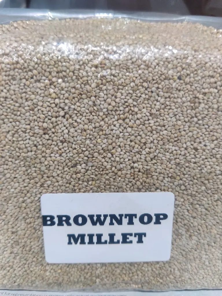 Brown Top Millets 500g (हरी कंगणी/छोटी कंगणी  )