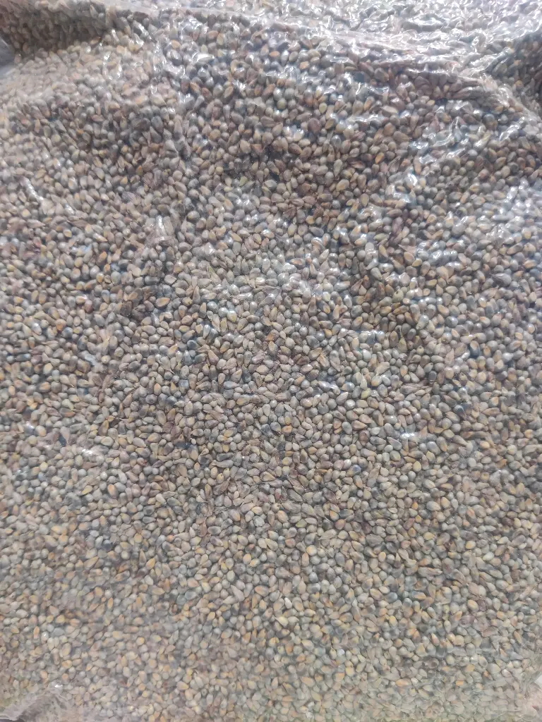 Bajra Grain (देशी बीज ) 1Kg