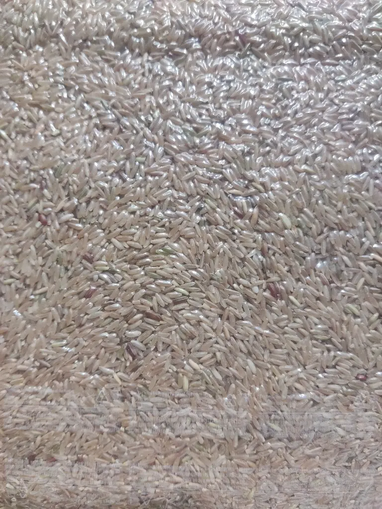 Brown Jeera Kolam Handpounded (देशी बीज हातसडी ) 1Kg 
