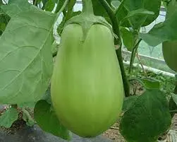 Bharta Brinjal Green 46Rs 