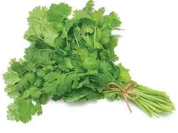Coriander (1 Bunch ) - 35 Rs/bunch 