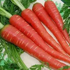 Red Carrote 40Rs/250g 