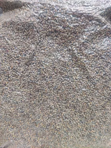 Bajra Grain (देशी बीज ) 1Kg